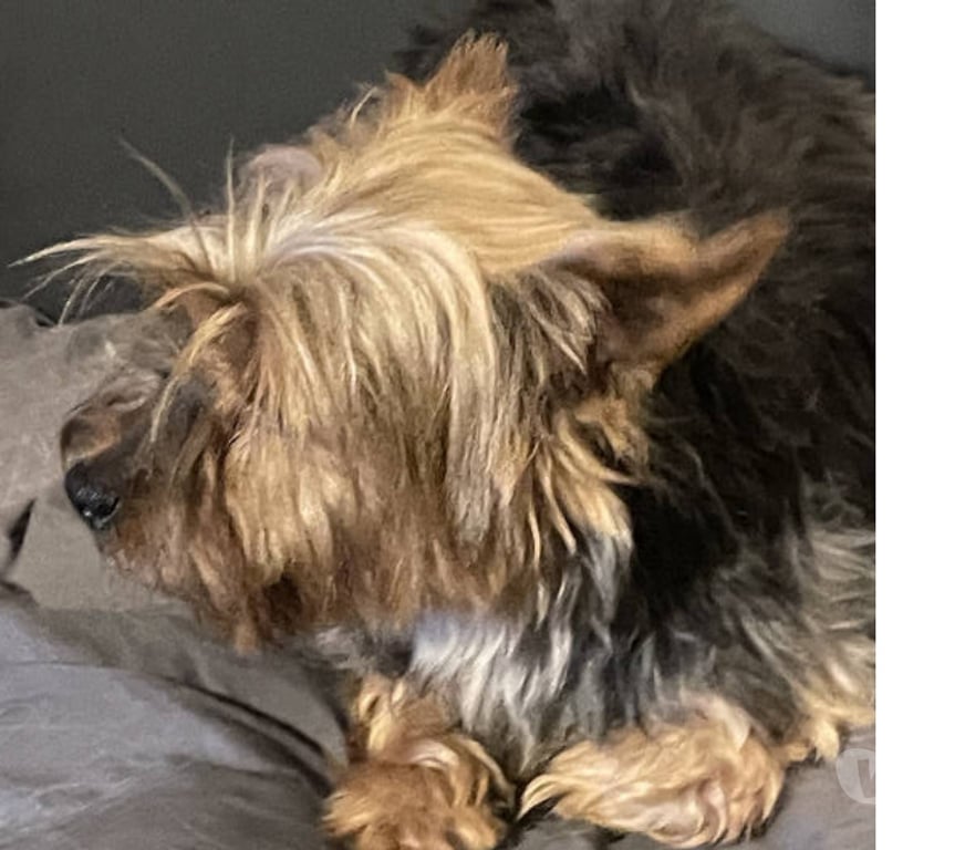 Don animaux Var Toulon - Photos Vivastreet PITCH York Femelle (Non Lof ) 7ans cherche famille VAR