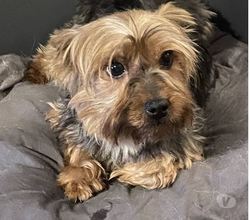 Don animaux Var Toulon - Photos Vivastreet PITCH York Femelle (Non Lof ) 7ans cherche famille VAR
