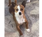 ABALO Podengo portugais 1 an 3kgs (LOF) Cherche famille VAR