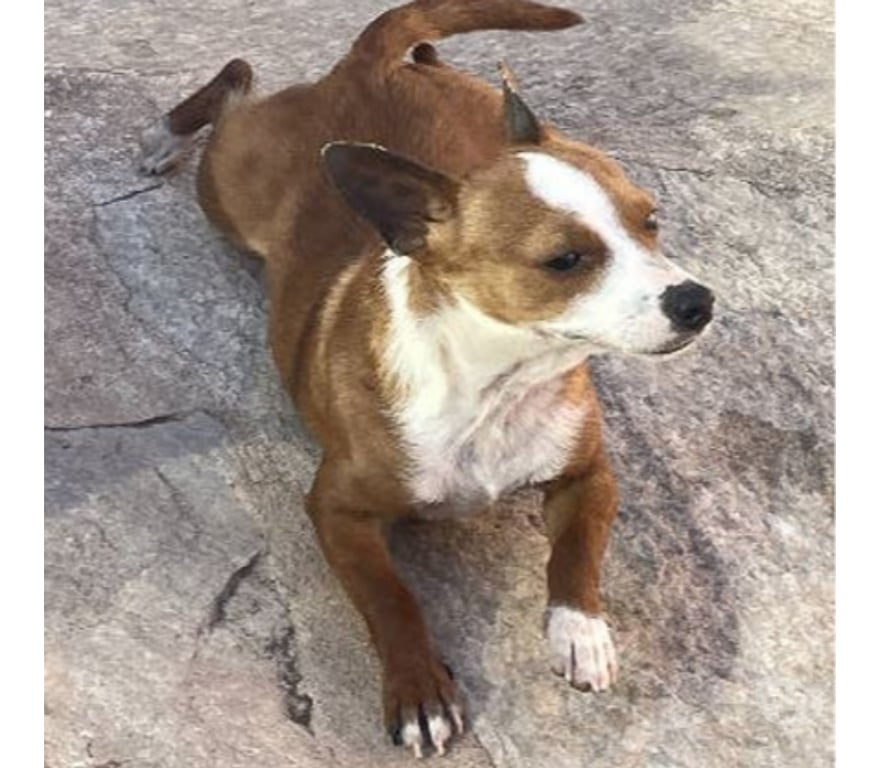 Don animaux Var Toulon - Photos Vivastreet ABALO Podengo portugais 1 an 3kgs (LOF) Cherche famille VAR
