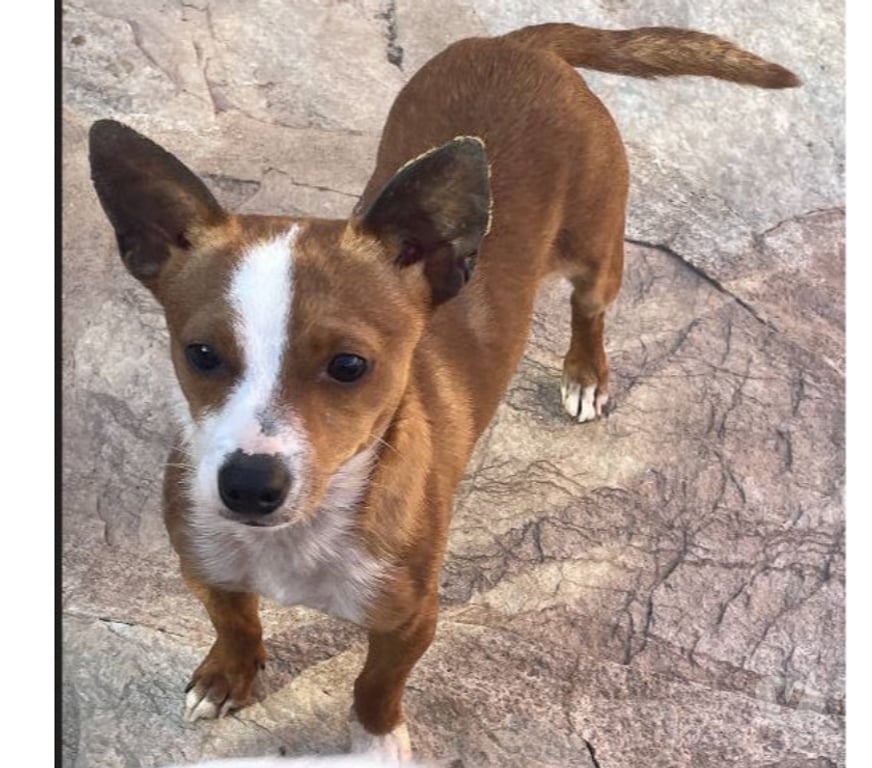 Don animaux Var Toulon - Photos Vivastreet ABALO Podengo portugais 1 an 3kgs (LOF) Cherche famille VAR