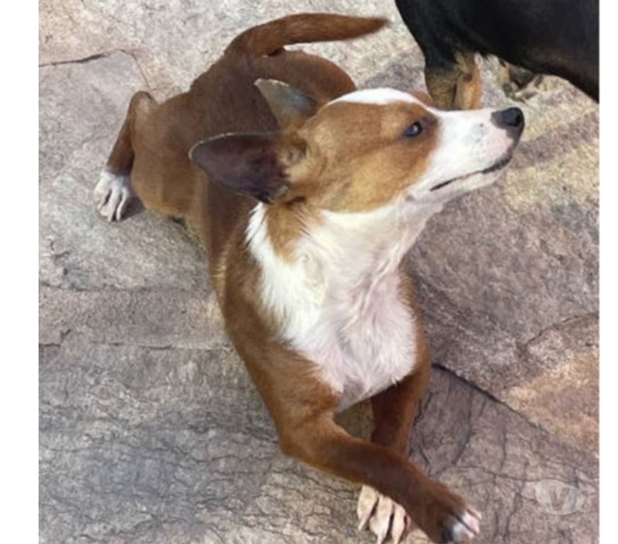 Don animaux Var Toulon - Photos Vivastreet ABALO Podengo portugais 1 an 3kgs (LOF) Cherche famille VAR
