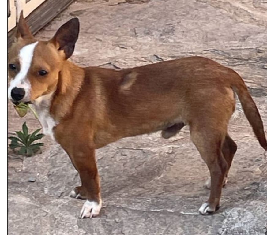 Don animaux Var Toulon - Photos Vivastreet ABALO Podengo portugais 1 an 3kgs (LOF) Cherche famille VAR