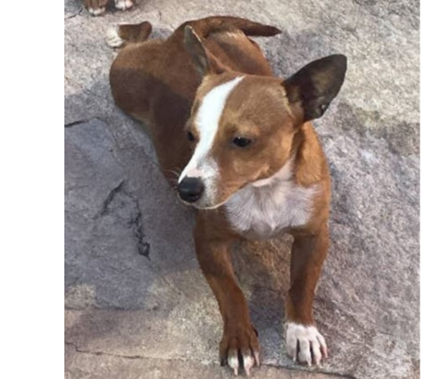Don animaux Var Toulon - Photos Vivastreet ABALO Podengo portugais 1 an 3kgs (LOF) Cherche famille VAR