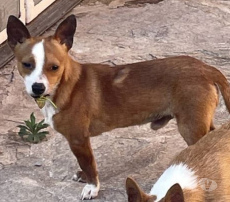 Don animaux Var Toulon - Photos Vivastreet ABALO Podengo portugais 1 an 3kgs (LOF) Cherche famille VAR