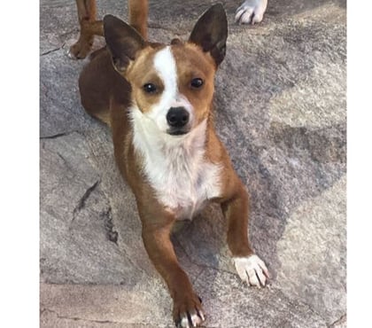 Adoption animaux Toulon Toulon - Photos Vivastreet ABALO Podengo portugais 1 an 3kgs (LOF) Cherche famille VAR