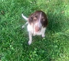 Ste Helene - Morbihan — Chiots Epagneul Français