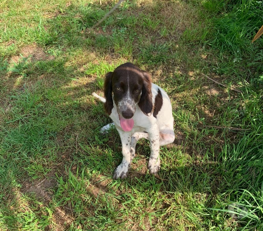 Vente Morbihan Ste Helene - 56700 - Photos Vivastreet Chiots Epagneul Français