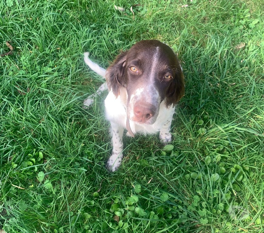 Vente Morbihan Ste Helene - 56700 - Photos Vivastreet Chiots Epagneul Français