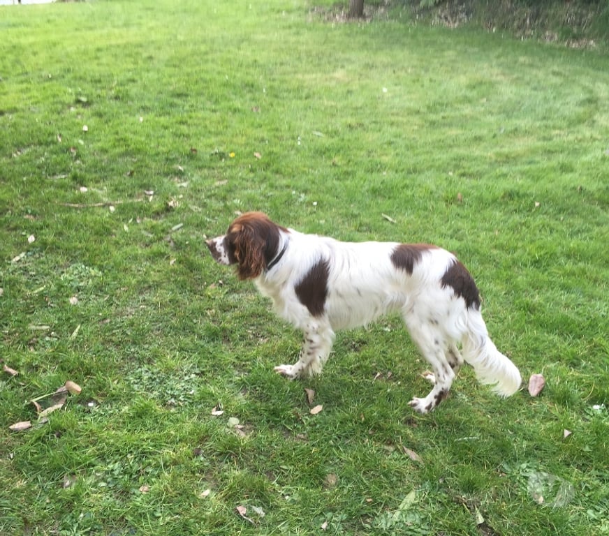 Vente Morbihan Ste Helene - 56700 - Photos Vivastreet Chiots Epagneul Français