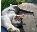 Chat RAYURE à l adoption