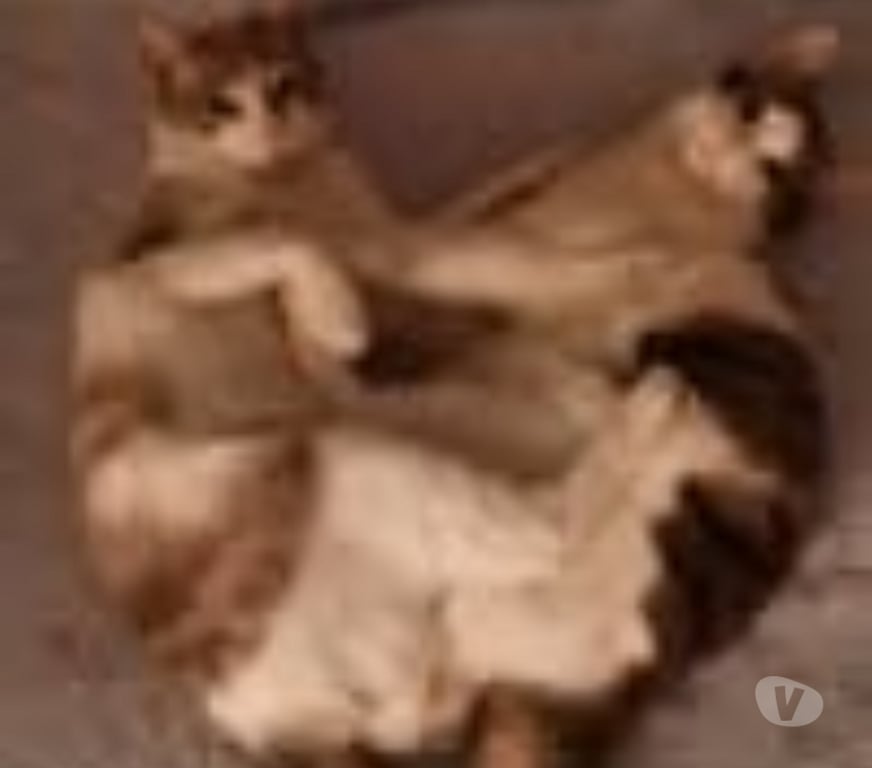 Don animaux Drôme St Paul Trois Chateaux - 26130 - Photos Vivastreet Chat RAYURE à l adoption