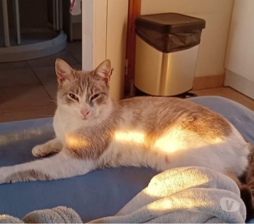 Don animaux Drôme St Paul Trois Chateaux - 26130 - Photos Vivastreet Chat FRAYOL à l adoption