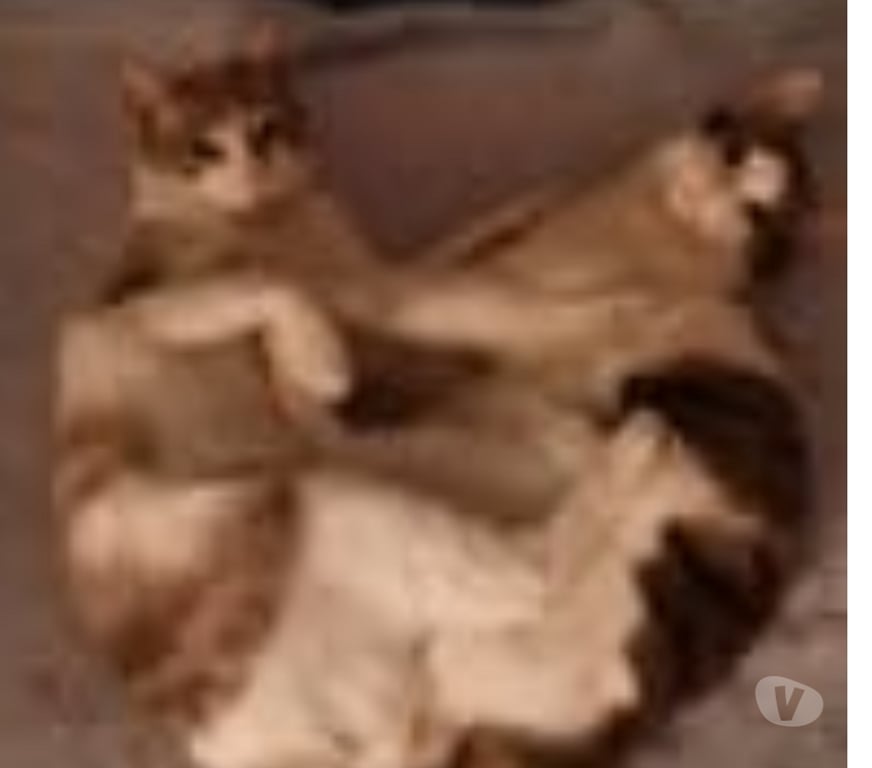 Don animaux Drôme St Paul Trois Chateaux - 26130 - Photos Vivastreet Chat FRAYOL à l adoption