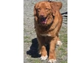 MERCY RETRIEVER NOUVELLE ECOSSE 6 ans cherche famille VAR