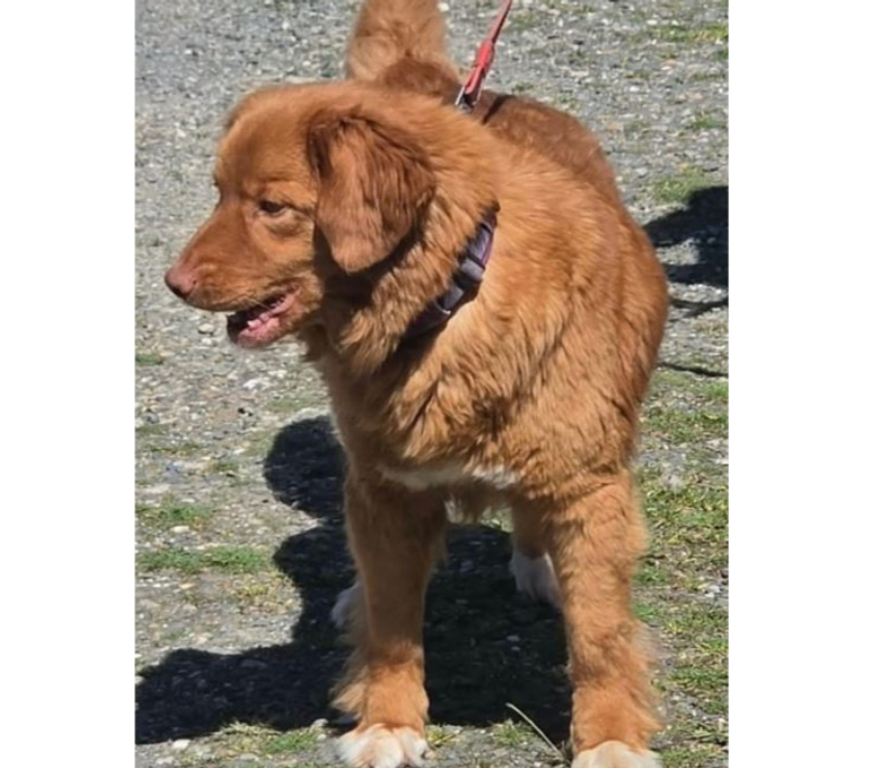 Don animaux Var Toulon - Photos Vivastreet MERCY RETRIEVER NOUVELLE ECOSSE 6 ans cherche famille VAR
