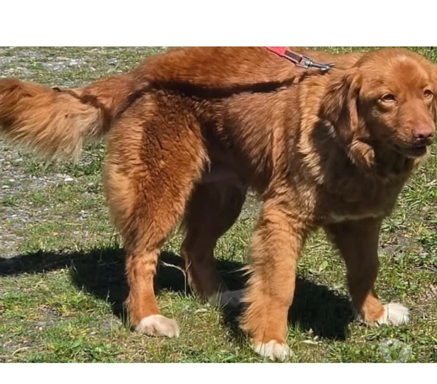 Don animaux Var Toulon - Photos Vivastreet MERCY RETRIEVER NOUVELLE ECOSSE 6 ans cherche famille VAR