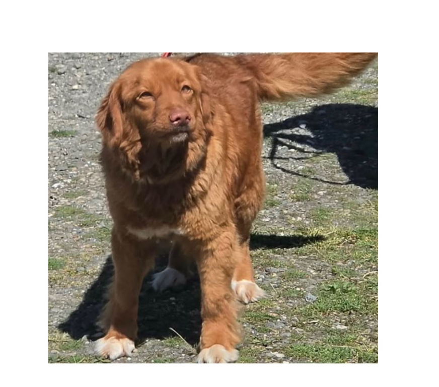 Don animaux Var Toulon - Photos Vivastreet MERCY RETRIEVER NOUVELLE ECOSSE 6 ans cherche famille VAR