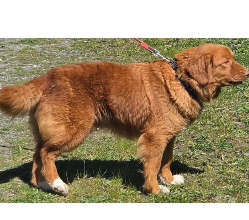 Don animaux Var Toulon - Photos Vivastreet MERCY RETRIEVER NOUVELLE ECOSSE 6 ans cherche famille VAR