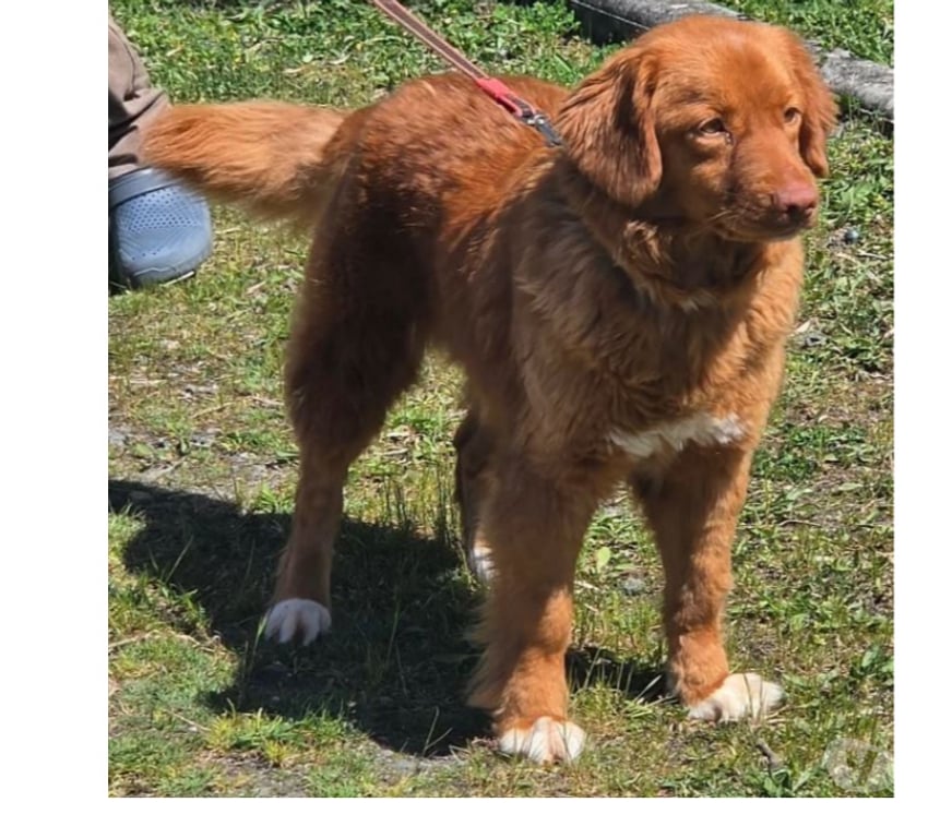 Don animaux Var Toulon - Photos Vivastreet MERCY RETRIEVER NOUVELLE ECOSSE 6 ans cherche famille VAR