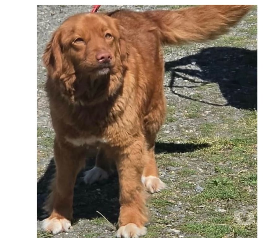 Don animaux Var Toulon - Photos Vivastreet MERCY RETRIEVER NOUVELLE ECOSSE 6 ans cherche famille VAR