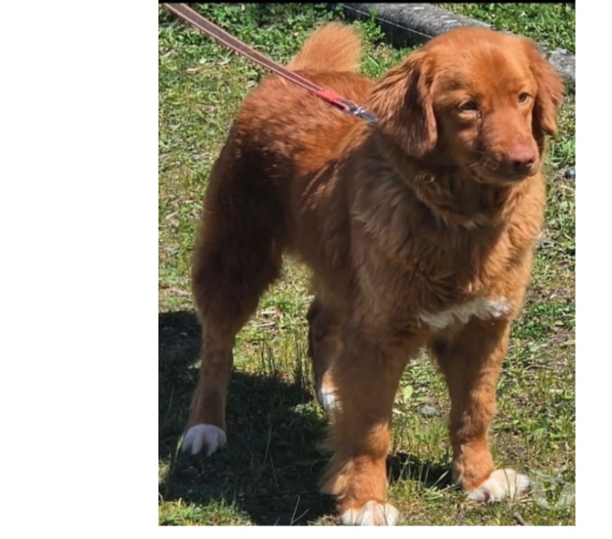 Don animaux Var Toulon - Photos Vivastreet MERCY RETRIEVER NOUVELLE ECOSSE 6 ans cherche famille VAR