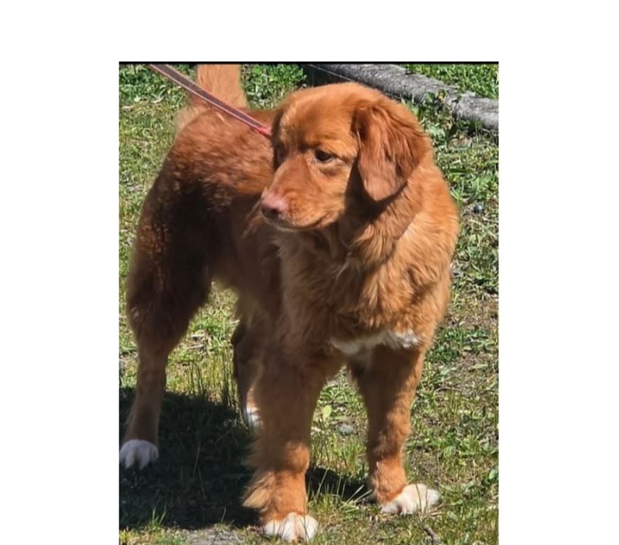 Don animaux Var Toulon - Photos Vivastreet MERCY RETRIEVER NOUVELLE ECOSSE 6 ans cherche famille VAR