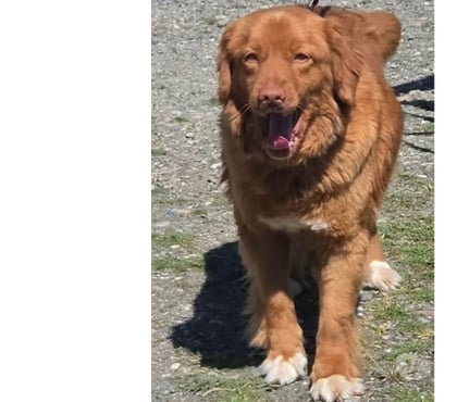 Don animaux Toulon Toulon - Photos Vivastreet MERCY RETRIEVER NOUVELLE ECOSSE 6 ans cherche famille VAR