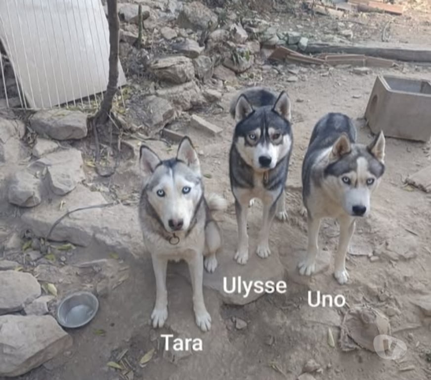 Don animaux Gard Nimes - Photos Vivastreet Chien TARA à l adoption