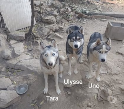 Don animaux Nimes Nimes - Photos Vivastreet Chien TARA à l adoption