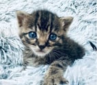 Chat IZAC à la réservation