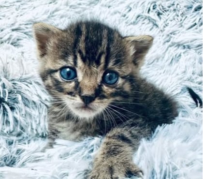 Don animaux Loriol sur Drome Drôme - Photos Vivastreet Chat IZAC à la réservation