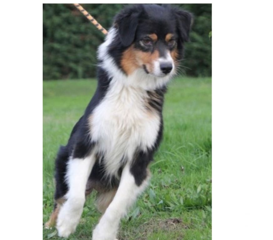 Don animaux Var Toulon - Photos Vivastreet COCO Berger Australien Femelle 7 ans LOF cherche Famille VAR