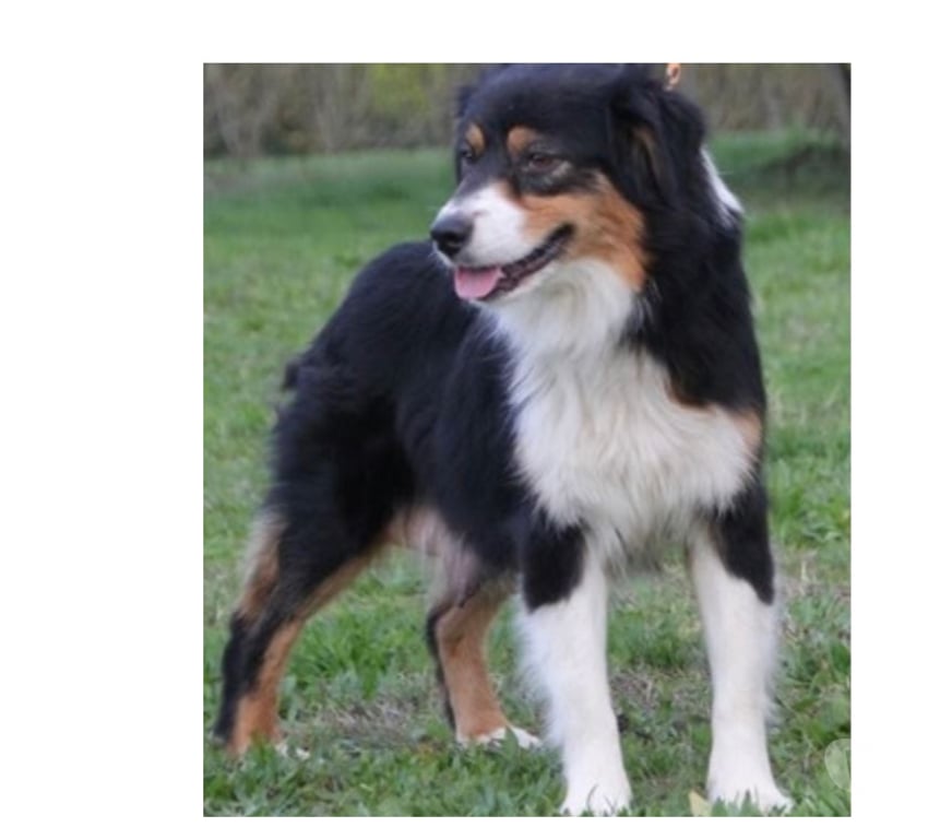 Don animaux Var Toulon - Photos Vivastreet COCO Berger Australien Femelle 7 ans LOF cherche Famille VAR