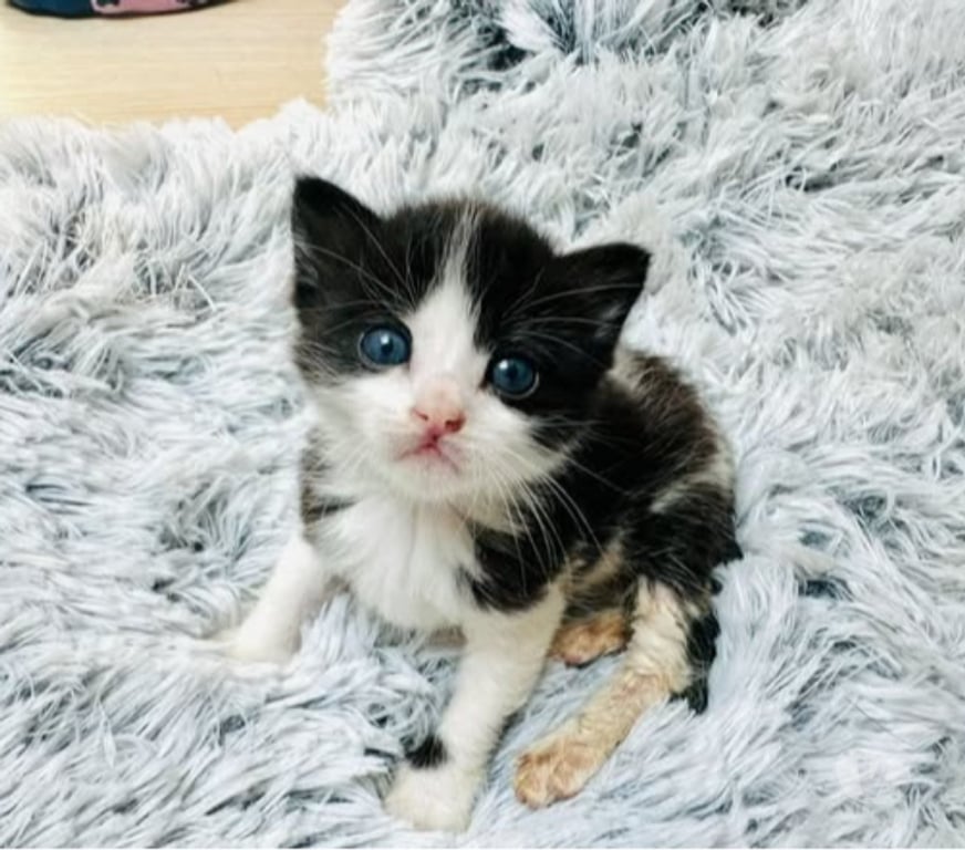 Don animaux Drôme Loriol sur Drome - 26270 - Photos Vivastreet Chat PAGAILLE à la réservation