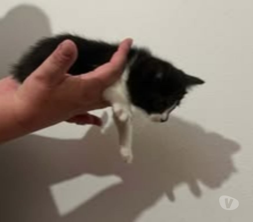 Don animaux Drôme Chateauneuf de Galaure - 26330 - Photos Vivastreet Chat OREO à l adoption