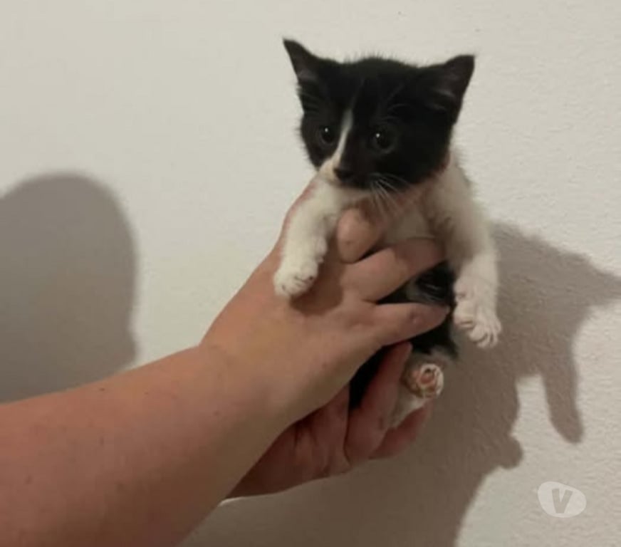 Don animaux Drôme Chateauneuf de Galaure - 26330 - Photos Vivastreet Chat OREO à l adoption