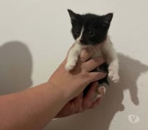 Photos Vivastreet Chat OREO à l adoption