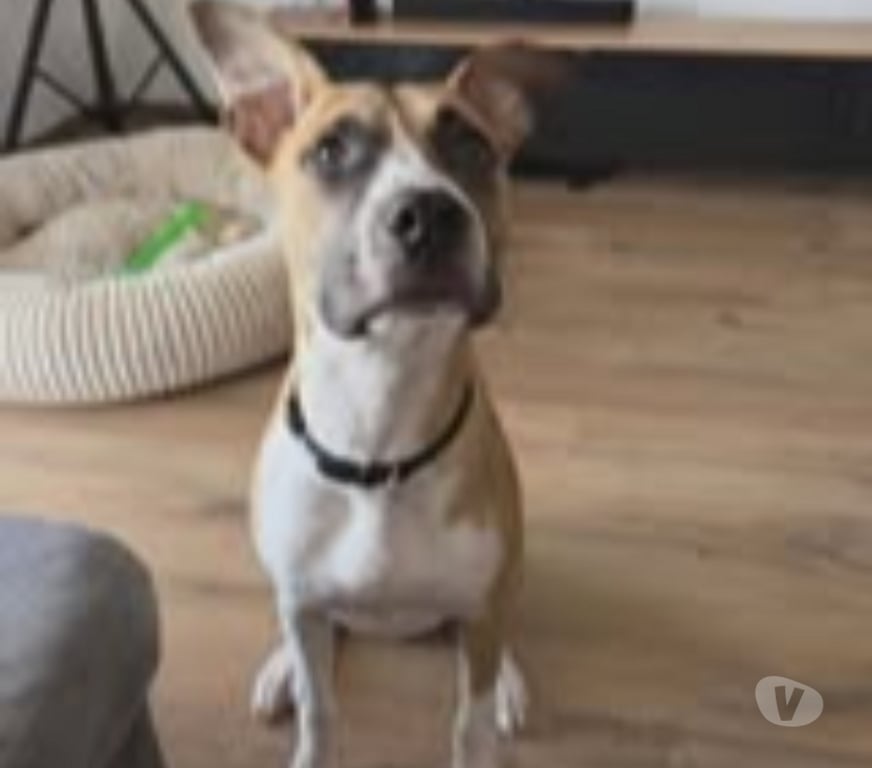 Don animaux Rhône Dardilly - 69570 - Photos Vivastreet Chien ADES à l adoption