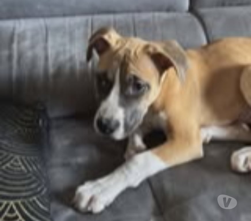 Don animaux Rhône Dardilly - 69570 - Photos Vivastreet Chien ADES à l adoption