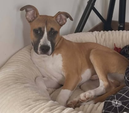 Don animaux Dardilly Rhône - Photos Vivastreet Chien ADES à l adoption