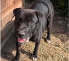 Chien MALO à l adoption
