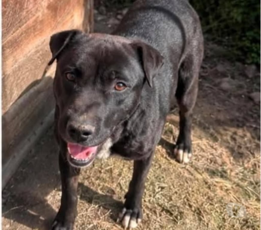 Don animaux Vaucluse Bollene - 84500 - Photos Vivastreet Chien MALO à l adoption