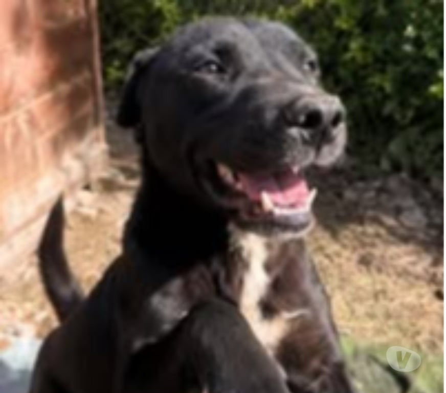 Don animaux Vaucluse Bollene - 84500 - Photos Vivastreet Chien MALO à l adoption