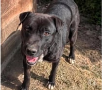 Photos Vivastreet Chien MALO à l adoption
