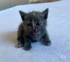 Chat DOUAT à la réservation