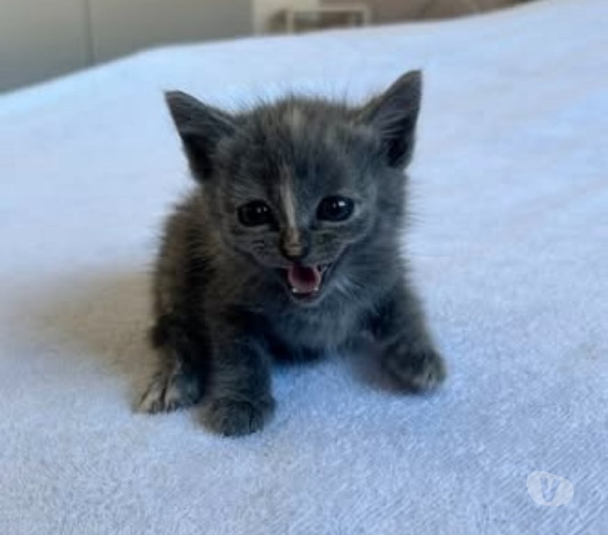 Don animaux Drôme Bourg les Valence - 26500 - Photos Vivastreet Chat DOUAT à la réservation
