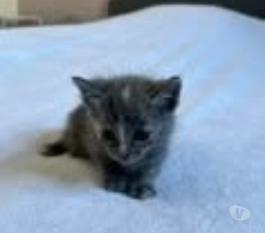 Don animaux Drôme Bourg les Valence - 26500 - Photos Vivastreet Chat DOUAT à la réservation