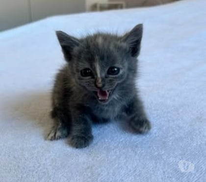 Adoption animaux Bourg les Valence Drôme - Photos Vivastreet Chat DOUAT à la réservation