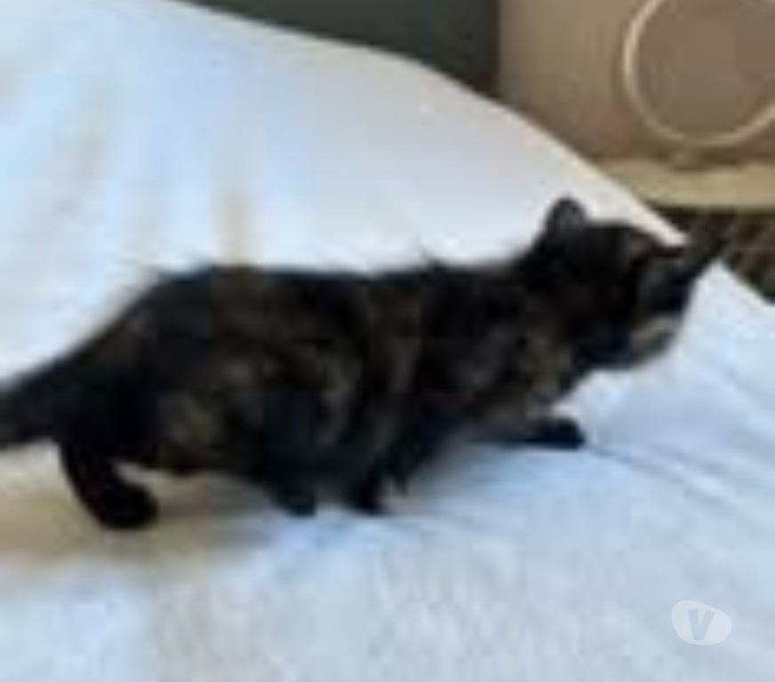 Don animaux Drôme Bourg les Valence - 26500 - Photos Vivastreet Chat BASTET à la réservation